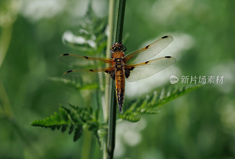 四只斑追逐蜻蜓(Libellula quadrimaculata)张开翅膀在植物上休息